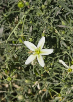 Syrian Rue (Peganum Harmala) 5 Syrian Rue (Peganum Harmala) -Plant Seed Store Syrian Rue Peganum harmala flower and foliage