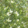 Syrian Rue (Peganum Harmala)