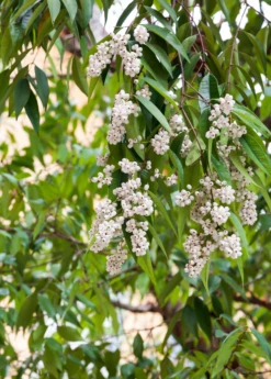 Plant Seed Store -Plant Seed Store Syzygiumgratumphaksametchunrarefruittreethailandsowexoticplantnursery 1