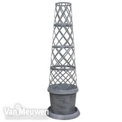 Clematis Montana 'Mayleen' -Plant Seed Store TOWER POT1