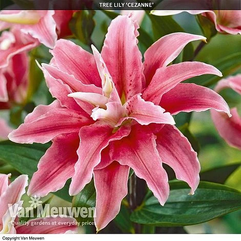 Tree Lily 'Crystal Collection' 2 Tree Lily 'Crystal Collection' - Image 2