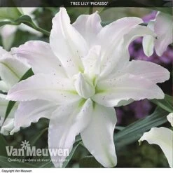 Tree Lily 'Crystal Collection' 6 Tree Lily 'Crystal Collection' -Plant Seed Store TREE 70647 C