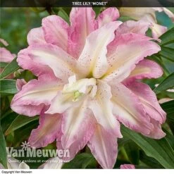 Tree Lily 'Crystal Collection' 7 Tree Lily 'Crystal Collection' -Plant Seed Store TREE 70647 D