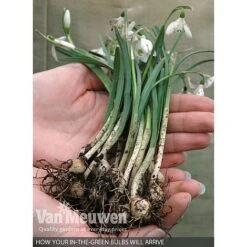 Spring Bulbs In The Green Collection -Plant Seed Store V59885 B