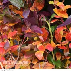 Blueberry 'Duke' -Plant Seed Store VACC 16574 VA1