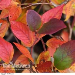 Blueberry 'Duke' -Plant Seed Store VACC 16574 VA2