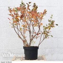 Blueberry 'Duke' -Plant Seed Store VACC 16574 VA3