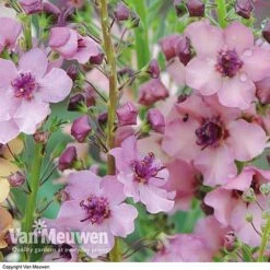 Verbascum X Hybrida 'Southern Charm' -Plant Seed Store VERB V59782 C