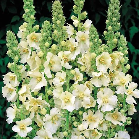 Verbascum Phlomoides 'Snow Maiden' 2 Verbascum Phlomoides 'Snow Maiden' - Image 2