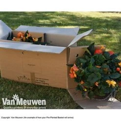 Geranium 'Balcon Mix' Pre-Planted Basket -Plant Seed Store VM PrePlantedBasketArrive26