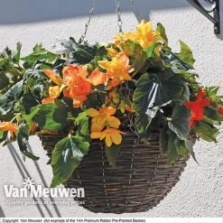 Geranium 'Balcon Mix' Pre-Planted Basket -Plant Seed Store VM PrePlantedRattanBasket6