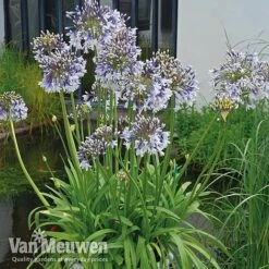 Agapanthus 'Fireworks' -Plant Seed Store VM1