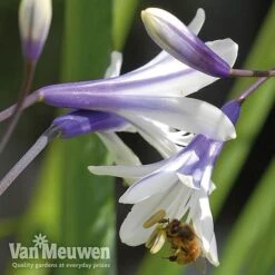 Agapanthus 'Fireworks' -Plant Seed Store VM2