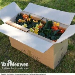 Geranium 'Balcon Mix' Pre-Planted Basket -Plant Seed Store VM20PrePlantedBasketArrive6