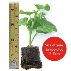 Heuchera 'Mosaic' -Plant Seed Store VM20jumboplugsize56