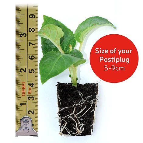 Chrysanthemum 'Hardy Patio Improved' 5 Chrysanthemum 'Hardy Patio Improved' - Image 5