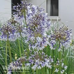 Agapanthus 'Fireworks' -Plant Seed Store VM3