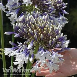Agapanthus 'Fireworks' -Plant Seed Store VM5