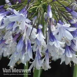 Agapanthus 'Fireworks' -Plant Seed Store VM6