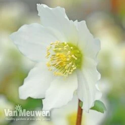Hellebore 'Christmas Rose' -Plant Seed Store VM Copyright Image Example21