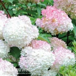 Hydrangea Paniculata 'Vanille Fraise' 15 Hydrangea Paniculata 'Vanille Fraise' -Plant Seed Store VMvanil