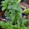 Vicks Plant (Plectranthus Tomentosa)