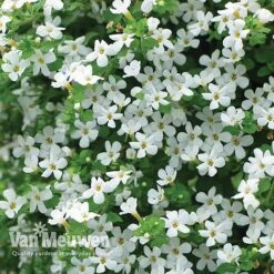 New Products -Plant Seed Store WHIT V17021 B