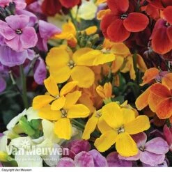 Wallflower 'Sugar Rush' Mix -Plant Seed Store Wallflower Sugar Rush
