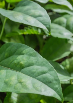 Yanang, Grass Jelly Vine (Tiliacora Triandra) -Plant Seed Store Yanang GrassJellyVine Tiliacoratriandra PerennialVine medicinalherb sowexoticplantnursery