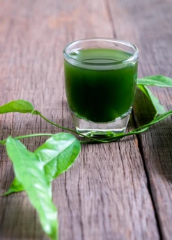 Yanang, Grass Jelly Vine (Tiliacora Triandra) -Plant Seed Store Yanang GrassJellyVine Tiliacoratriandra PerennialVine medicinalherb sowexoticplantnursery 3