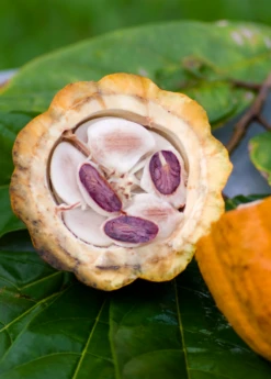 Cacao, Yellow (Theobroma Cacao) -Plant Seed Store YellowCacaoPlantforSaleSowExoticNursrey