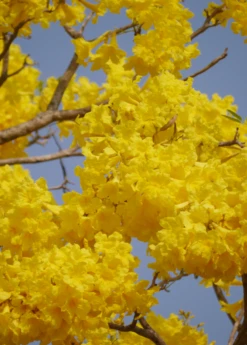 Yellow Tabebuia (Tabebuia Spp.) -Plant Seed Store YellowTabebuiaTreeforSale SowExotic.com a8bd44ca 2723 4d76 932c 051d4cefcf07