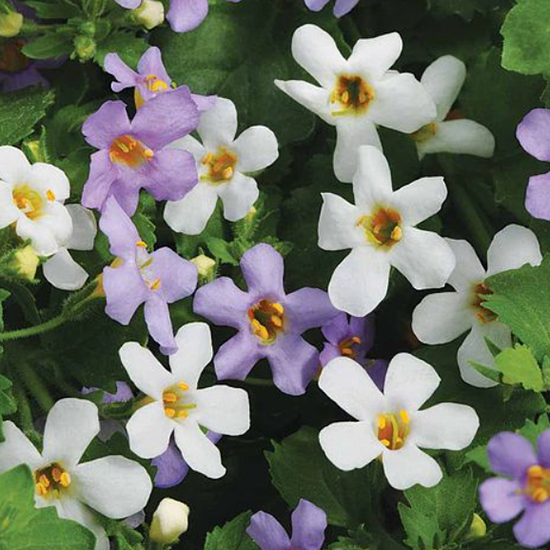 Plant Seed Store -Plant Seed Store a33796755a6cafba8b2ec0496eafb45a