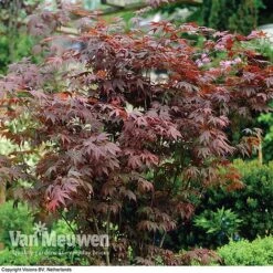 Acer Palmatum 'Atropurpureum' 7 Acer Palmatum 'Atropurpureum' -Plant Seed Store acer atrop22