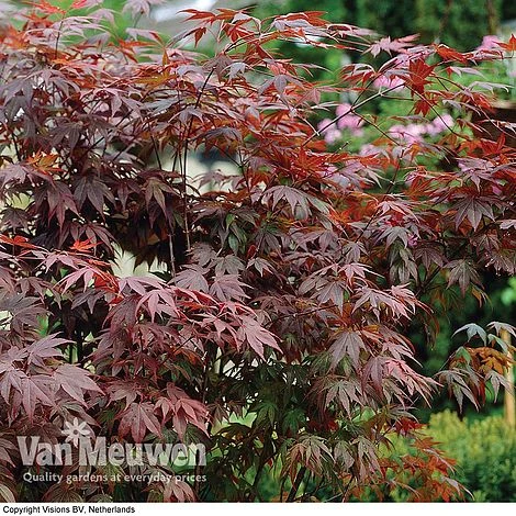 Acer Palmatum 'Atropurpureum' 4 Acer Palmatum 'Atropurpureum' - Image 4
