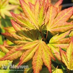 Acer Palmatum 'Orange Dream'