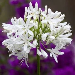 Agapanthus Africanus 'Albus' -Plant Seed Store albus3
