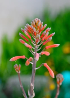 Aloe (Aloe Vera) -Plant Seed Store aloe vera plants for sale SowExotic 44275809 03c4 4c4d 9a2a 75f13268af89