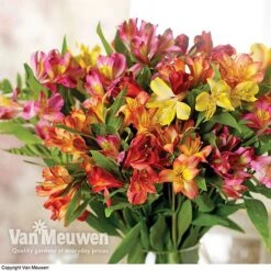 Alstroemeria 'Garden Hybrids' -Plant Seed Store alst gard hyb3