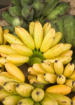 Banana 'Manzano' Apple Banana (Musa Acuminata)