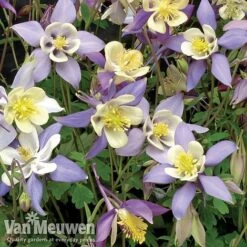 Garden Ready Perennial Collection -Plant Seed Store aquilegia
