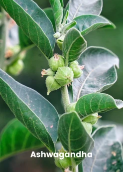 Adaptogen Herb Bundle: Gotu Kola, Skullcap, Ashwagandha, Tulsi -Plant Seed Store ashwaganda plant for sale SowExotic.com