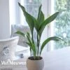 Aspidistra Elatior (House Plant)