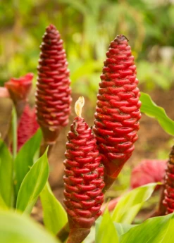 Awapuhi Shampoo Ginger (Zingiber Zerumbet) -Plant Seed Store awapuhi ginger plant sow exotic 1610px X 2250px