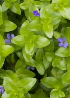 Brahmi (Bacopa Monnieri) -Plant Seed Store bacopa brahmi 1610px X 2250px 513347a6 0c8f 41f3 b7d9 e22c91848688