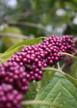 Beautyberry (Callicarpa Americana) -Plant Seed Store beautyberrysowexotic
