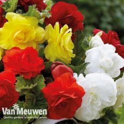 Begonia 'Double Flowered Mixed' 8 Begonia 'Double Flowered Mixed' -Plant Seed Store bego 12544 e