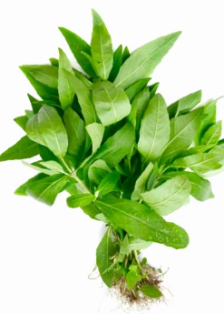 Bhringraj (Eclipta Prostrata, Syn, Eclipta Alba) -Plant Seed Store bhringrajEcliptaprostratasowexotic 1
