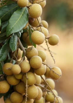 Longan, 'Biew Kiew' (Dimocarpus Longan) -Plant Seed Store biewkiewlongansowexoticnursery