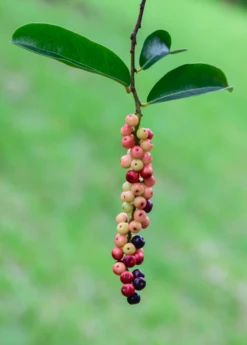 Bignay (Antidesma Bunius) 6 Bignay (Antidesma Bunius) -Plant Seed Store bignayAntidesmabuniuslivesowexotic 2